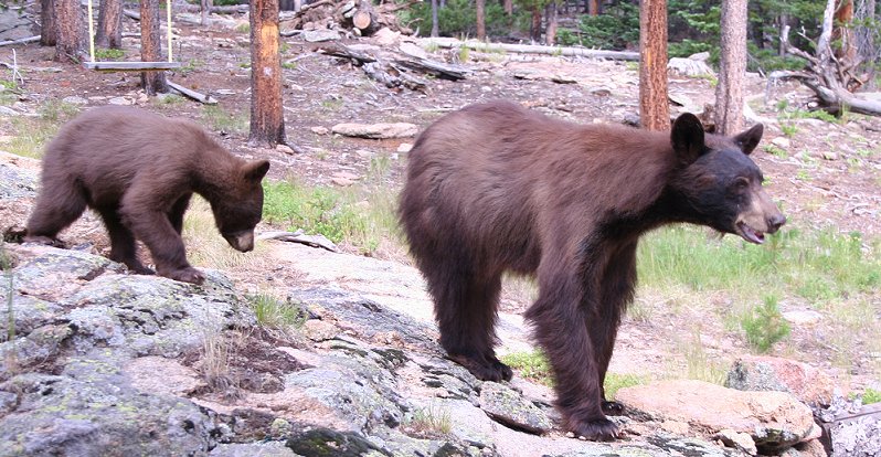 Sow Bear and Cub