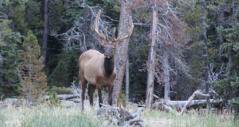 Bull Elk