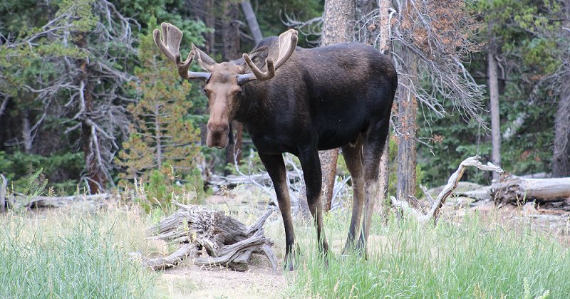 Bull Moose in the meadow