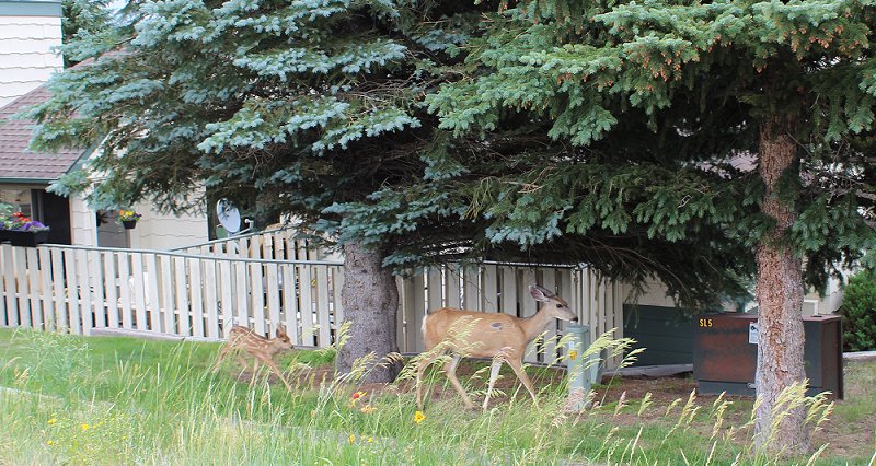 Mule Deer Doe with a new Fawn