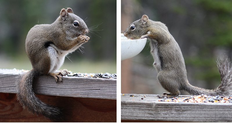 Pine Squirrels