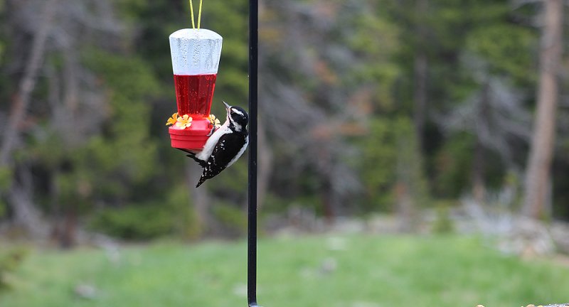 downy woodpecker