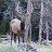 Bull Elk in the meadow