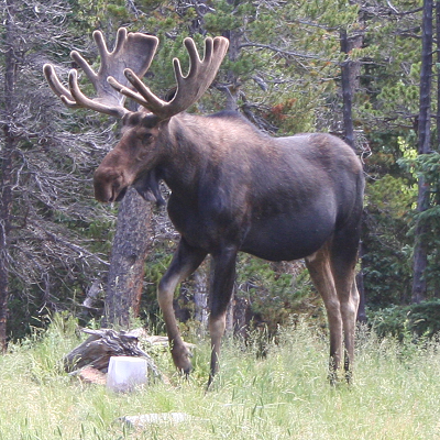 Animals that visit the cabin